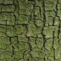 Quercus ilex ecorce